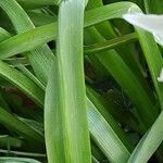 Ornithogalum nutans Leaf