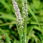 Alopecurus geniculatus Flower