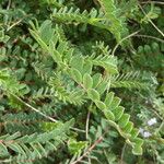 Astragalus monspessulanus Blad