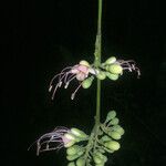 Eperua falcata 花