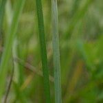 Carex hartmaniorum Kaarna