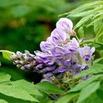 Wisteria frutescens Кветка