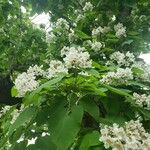 Catalpa speciosa Φύλλο
