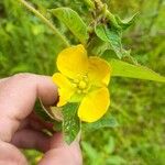 Ludwigia peruviana Flower