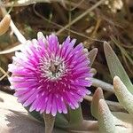 Drosanthemum hispidum Blüte