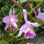 Cattleya trianae Flower