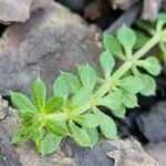 Galium verrucosum Blad