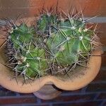 Echinocereus triglochidiatus पत्ता