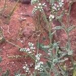 Heliotropium bacciferum Flower