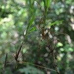 Morronea arundinariae Fruit