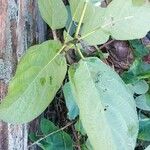 Ficus hispida Лист
