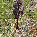 Mentha aquatica Leaf