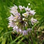 Allium cernuum Blüte