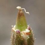 Minuartia capillacea Plod
