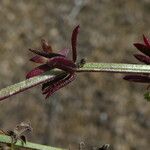 Galium parisiense Лист