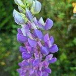 Lupinus polyphyllusFloro