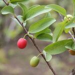 Ximenia americana Fruit