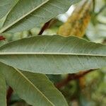 Rhododendron annae Blad