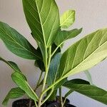 Ficus benghalensis Лист