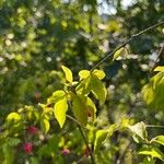 Euonymus verrucosus Leaf