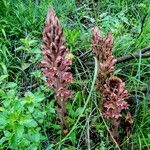 Orobanche rapum-genistae Flor