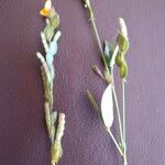 Zornia latifolia Hábito