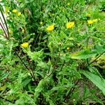 Acicarpha tribuloides Leaf