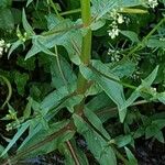 Veronica catenata ഇല