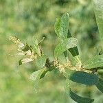 Atriplex tatarica Fruto