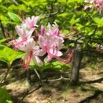 Rhododendron periclymenoides Blüte