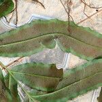 Coniogramme africana Hoja
