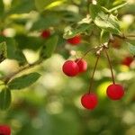 Ilex mucronata Fruit