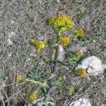 Isatis tinctoria Fleur