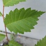 Zelkova carpinifolia برگ