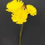 Pilosella lactucella Fleur