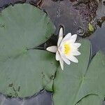 Nymphaea albaFlower