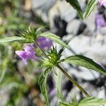 Galeopsis angustifolia Blad