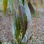 Salix × pendulina Fuelha