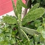 Opuntia cochenillifera List