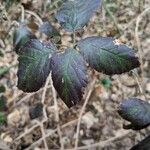 Rubus questieri Blad