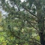 Pinus koraiensis 葉