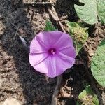 Ipomoea involucrata Blomst