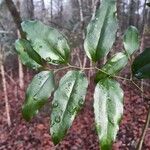 Smilax rotundifolia Leaf