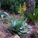 Aloe microstigma Çiçek
