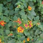 Lantana camaraFlower