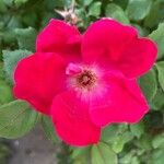 Rosa cinnamomea Кветка