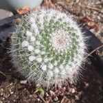 Mammillaria hahnianaLehti