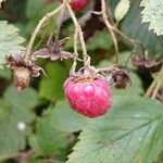 Rubus idaeus Плод