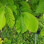 Pterostyrax hispidus Folla