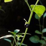 Solanum americanumFruit